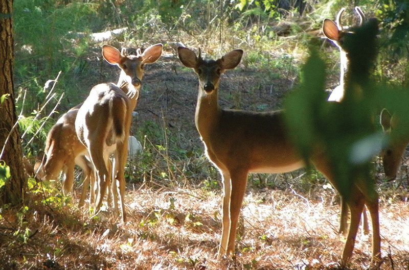 A deer in the headlights is less common in LA than other states - Vimarsana News